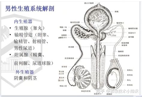 男生的生殖器